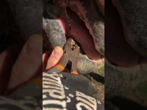 Removing plaque from horse tooth