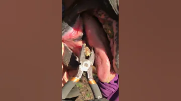 Removing Plaque From Horse Tooth 