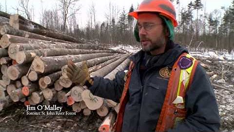 Forests: The Stuff of Life