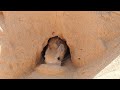 سبحان الله شاهد كيف يحفر اليربوع جحره