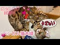 雌のベンガル猫ベルにかまってほしい雄猫テト