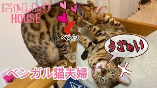 雌のベンガル猫ベルにかまってほしい雄猫テト