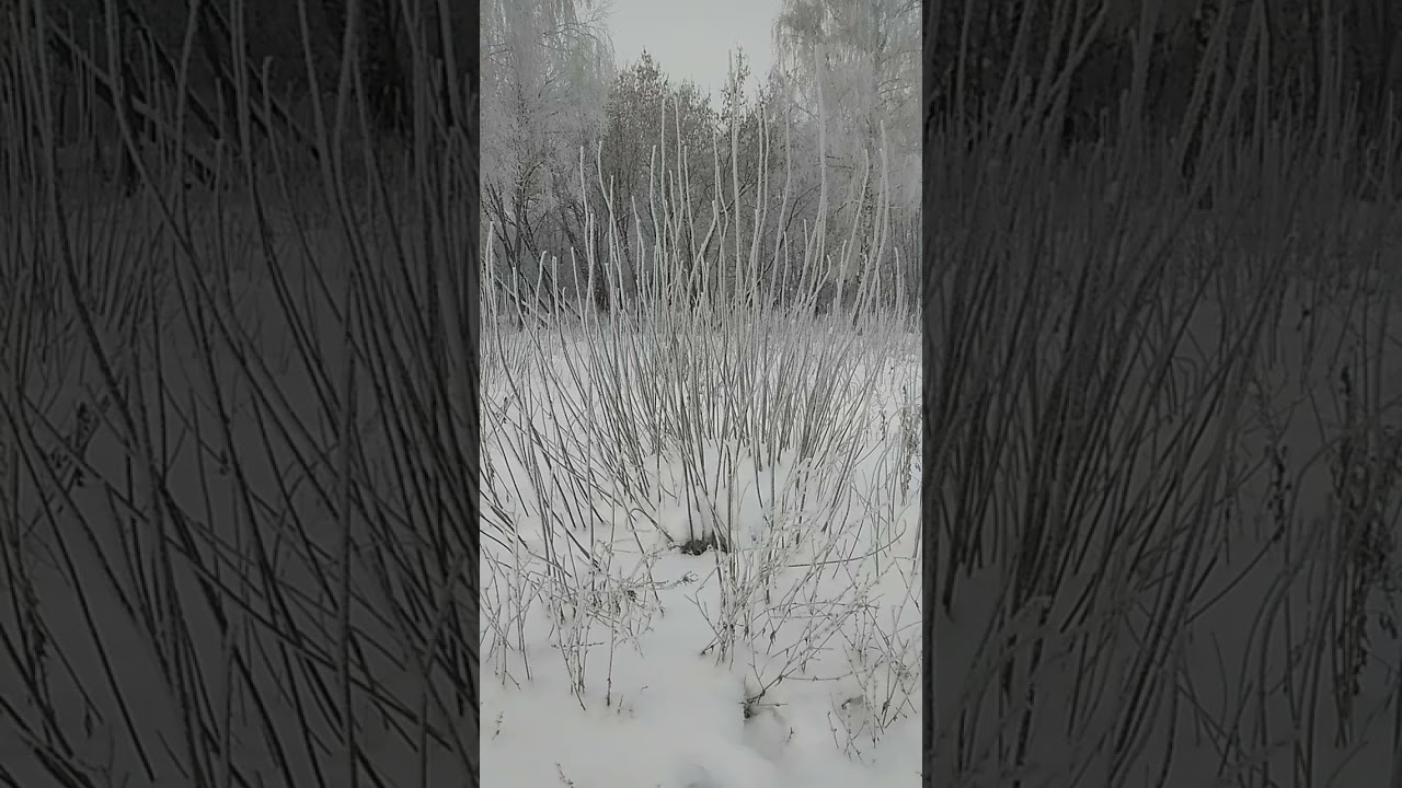 Замерзает ли ока зимой