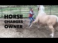 Horse Charges Owner 😳