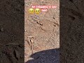 Ant taking food