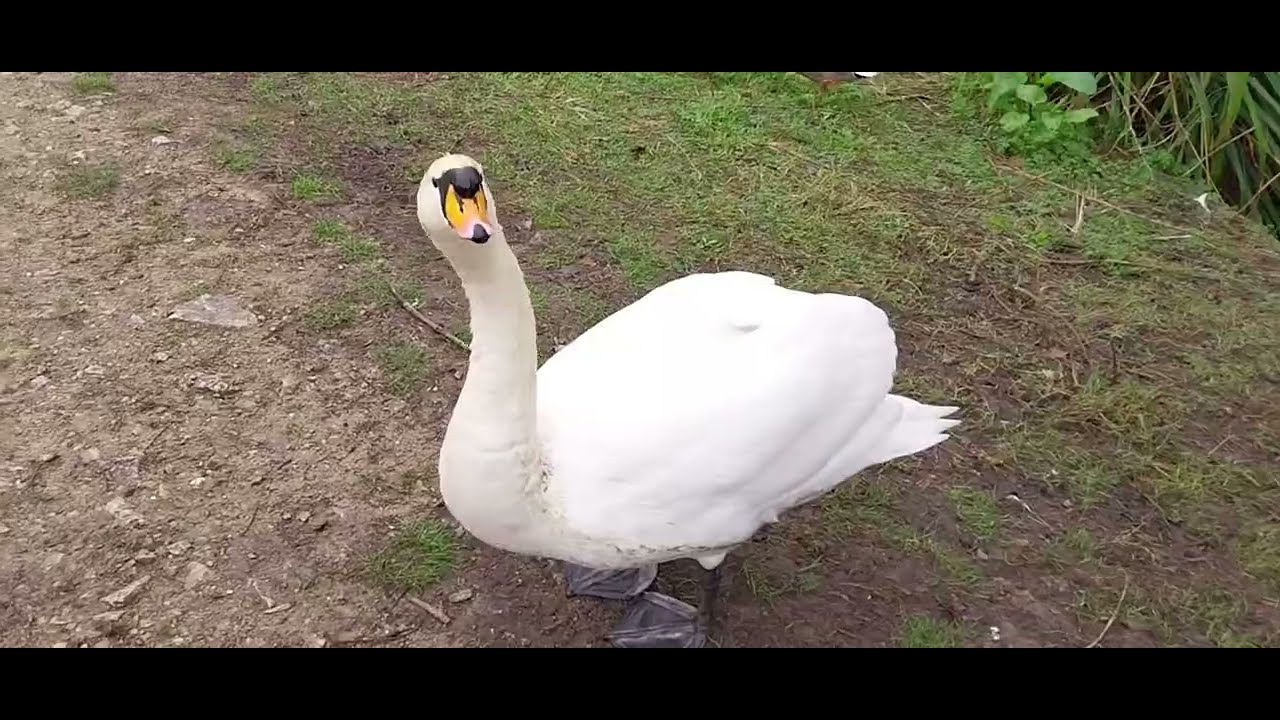 Swadlincote - It's so Quiet 