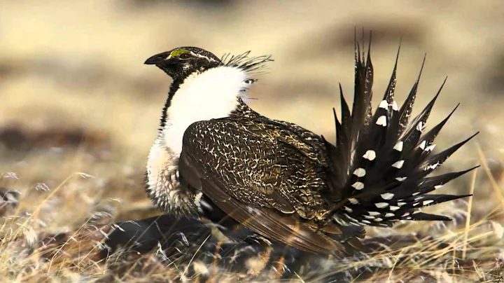 Sage-grouse Habitat at Idaho National Laboratory