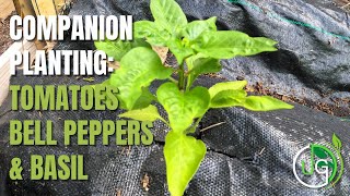 The Benefits of Companion Planting: Tomatoes, Peppers, & Basil