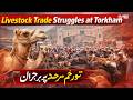 Torkham Border Livestock Trade Crisis| The COW News