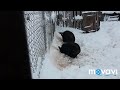 вєтнамські свині замело в снігу