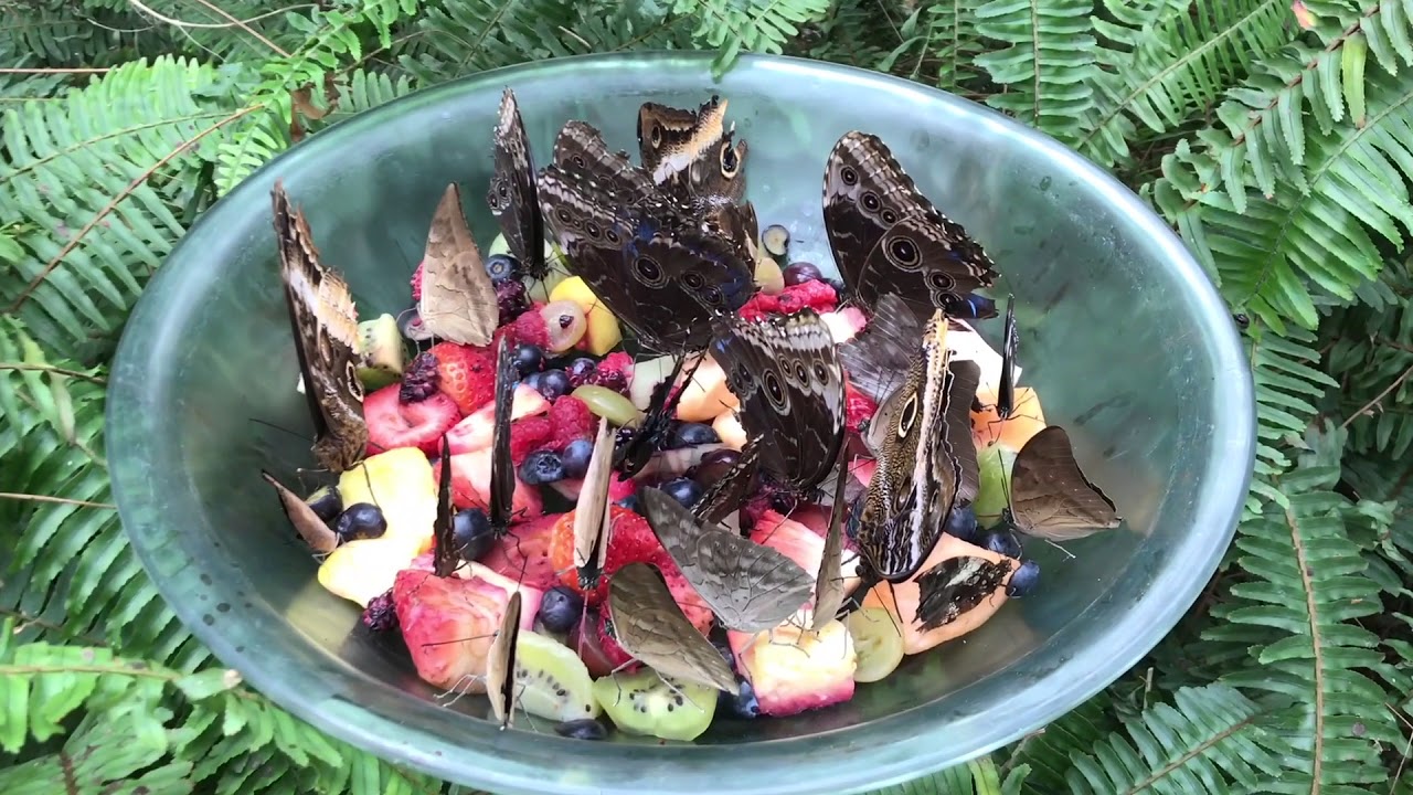 Butterfly Wonderland