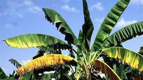 Vườn chuối bị vàng lá thối rễ vì thời tiết khắc nghiệt | NÔNG NGHIỆP SẠCH