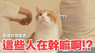 【好味小姐】這些人在幹嘛啊！？蛋捲非常困惑...｜好味貓日常187 