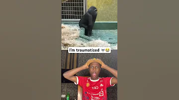 I M Traumatized Funny Comedy Wgitachi 