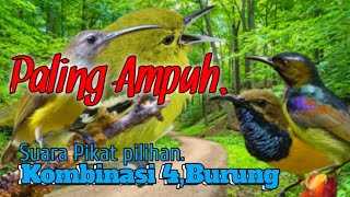 💯%AMPUH.. Suara Pikat Burung Cipoh. Pijantung. Sogon. Kolibri Wulung..