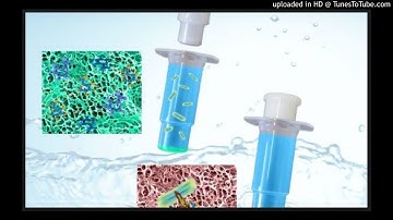 Rapid Detection of Escherichia coli in Water