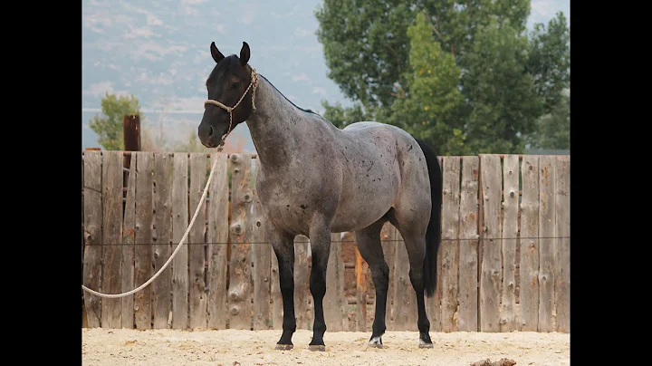 AQHA ranch performance 2015 gelding - "Peep", Bria...