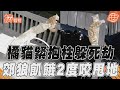 橘貓陽台大戰郊狼險變晚餐! 大戰2回合怒拖咬死命抱柱避死｜TVBS新聞@TVBSNEWS01