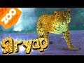 Перуанский ЯГУАР - ZOO Tycoon - Прохождение #6