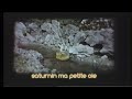 Mes amis d'enfance à poils et plumes