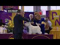 West Highland White Terrier | Breed Judging 2019 の動画、YouTube動画。