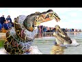 OMG! The Moment People Panic When Witnessing Cannibal Crocodile Confront Giant Python | Wild Animals