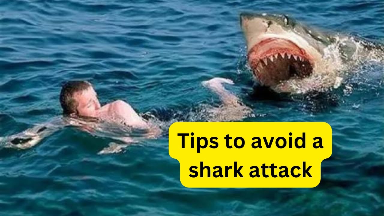 Surviving the Deep Essential Tips to Avoid a Shark Attack #shark attack ...