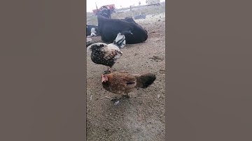 أجمل الطيَور مع جمال تلاوة القرآن