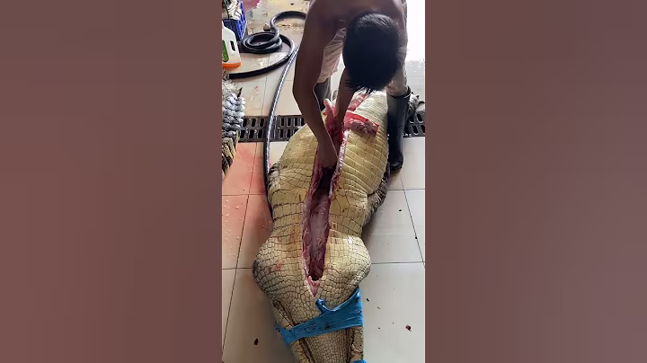A large crocodile weighing several hundred kilograms #crocodile #shipping nationwide