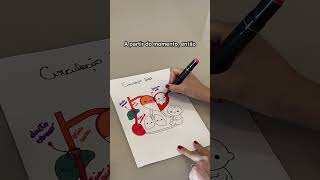 Circulação fetal #fisiologia #embriologia #circulaçãosanguínea #circulacaofetal #bobbiegoods