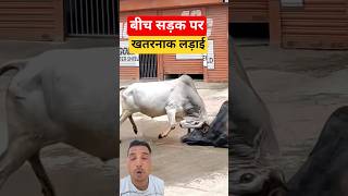 बीच सड़क पर सांडों की खतरनाक लड़ाई | देखिए कैसे मचा हड़कंप | Bull Fight#shorts#reels#ytshorts