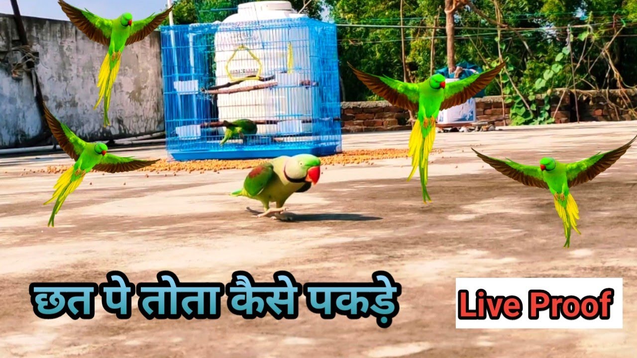 छत पे तोता कैसे पकड़े || How To Catch Parrot In Cage || Live Proof 100% Work