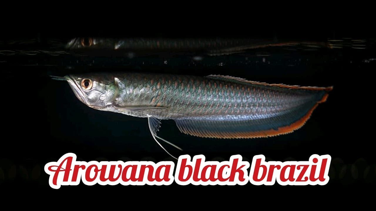 Ikan arwana hitam brazil black arowana brazil YouTube
