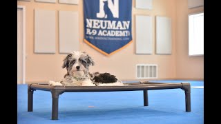 Blue (Bordoodle) Puppy Camp Dog Training Video Demonstration