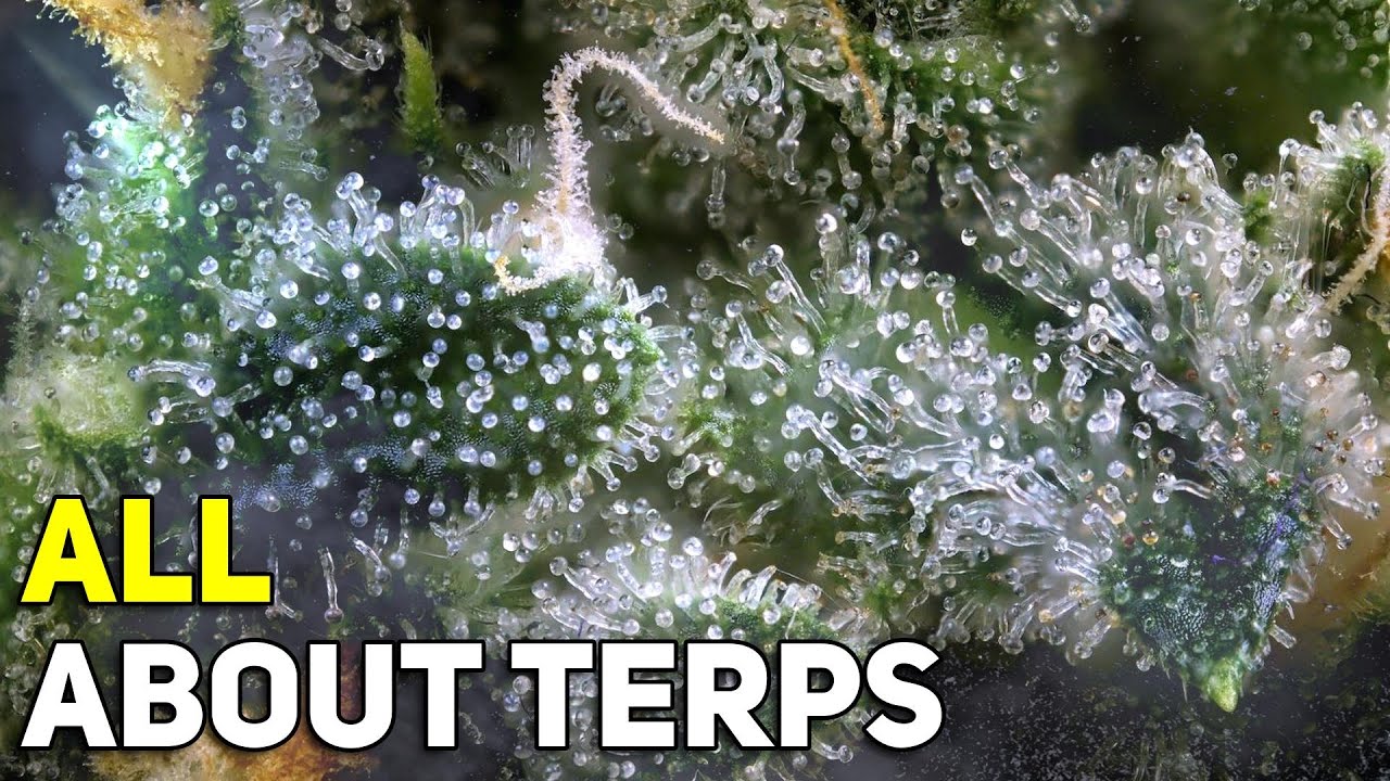 From A to Z: The Ultimate Guide to Cannabis Terpenes and Their Health Benefits