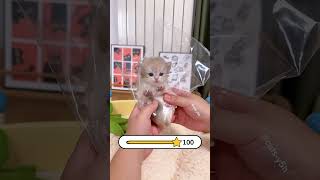 Every expression of the little cat makes me feel good. #cats #cat #cute #kittens #kitten Every expression of the little cat makes me feel good. #cats #cat #cute #kittens #kitten