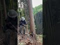 Lumberjack skunk 伐倒