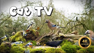 Cat TV for Cats to Watch 🐈 - SO MANY BIRDS!🐦‍⬛ (4K)