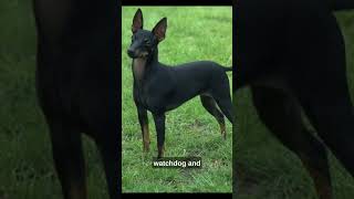 Today learn About ' MANCHESTER TERRIER ' (Don't miss)❤ #Shorts #Viral #Fyp