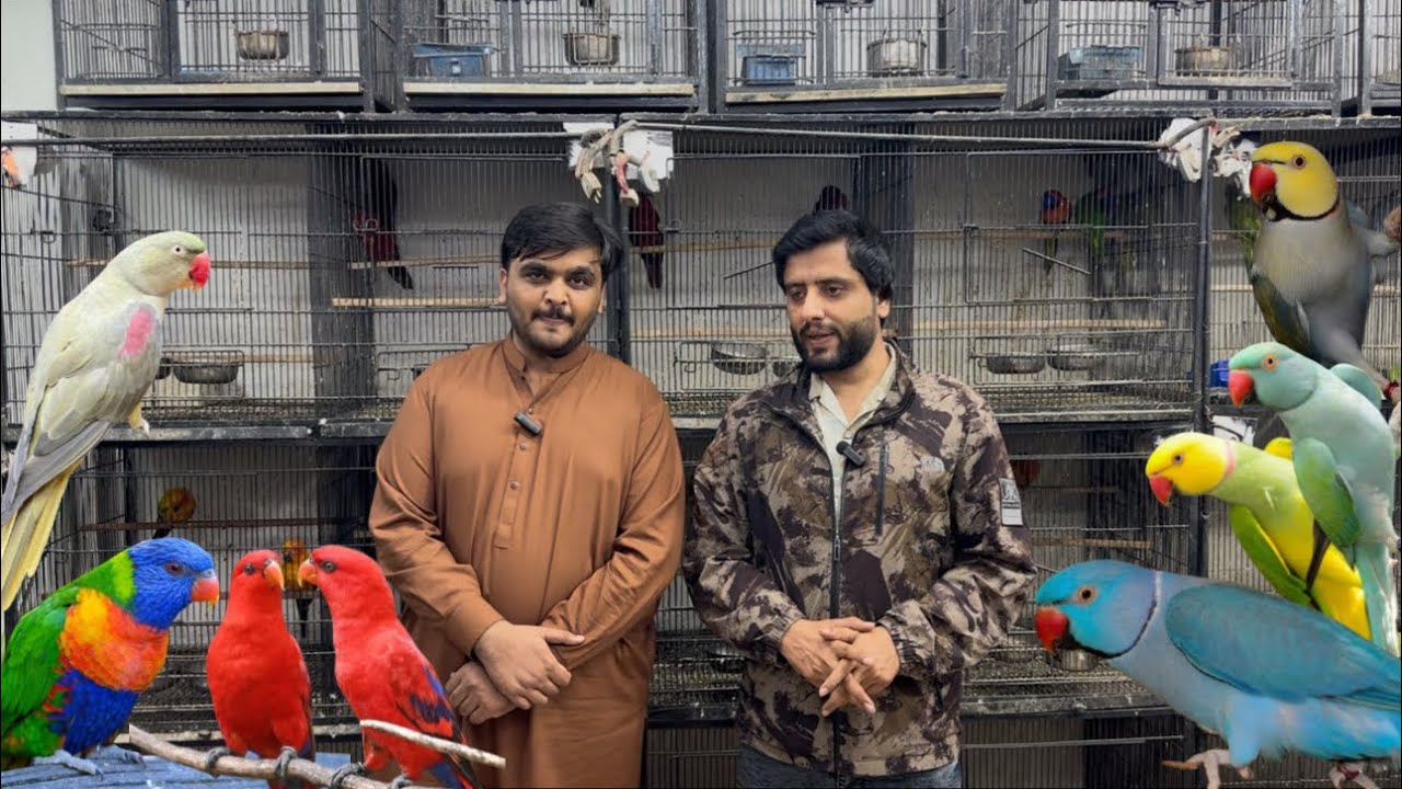 Multan Birds Market Rasheedabad 21 February 2026 | pakistan bird market | birds Vally | youns khan