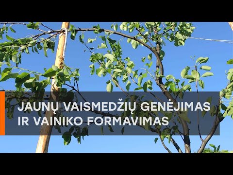 Video: Kokie vaismedžiai auga dideliame aukštyje?