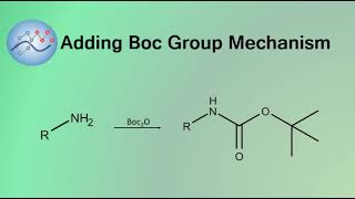 Adding Boc Group Mechanism | Organic Chemistry