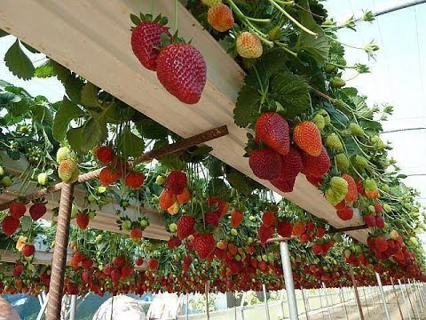 Vertical Gardening Ideas outdoorcheap vertical garden ideas diy vertical garden ideas picture 2 Vertical Gardening Ideas Vertical Gardening Ideas a vertical garden idea for a seaside cottage Vertical Gardening Ideas