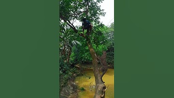 A leopard attacks a boy in the village Tree #vfx​​ #shorts​​ #leopard​​ #wildlife​​ #videos​​