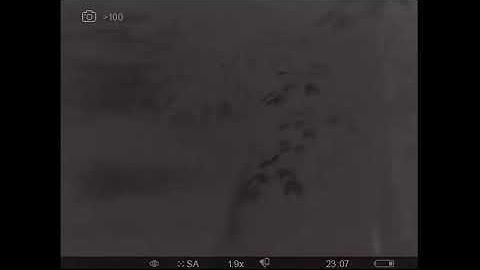 Livestream von SilentH