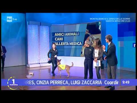 Il cane da