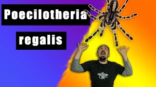 Poecilotheria regalis ( Пецилотерия регалис ) очень ядовитый паук птицеед !!!