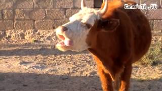 Crazy cow+Bruce the almighty news part