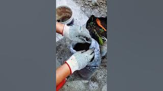 Bagaimana untuk menanam Bibit Lada Putih? | #Ladaputih