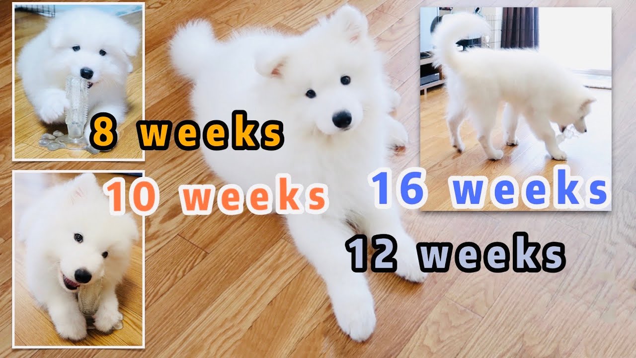 可愛いから格好いいへ 大型犬サモエドの成長記録 8週 16週 Samoyedmilk Youtube